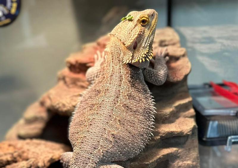 Carousel Slide 5: Preventative exams