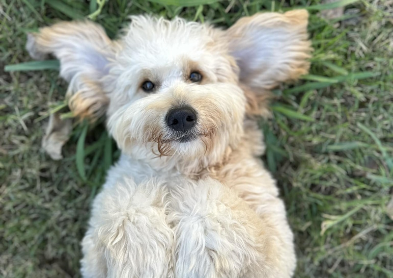 Carousel Slide 4: Protect your pet from fleas and ticks